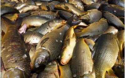Carp fishing for beginners